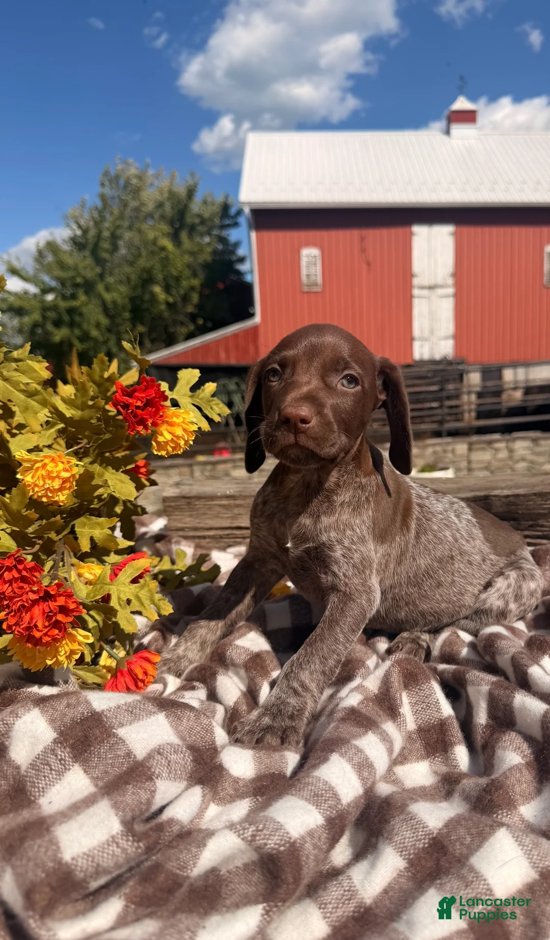 German Shorthaired Pointer dogs for sale: Birdie  - Ad 2