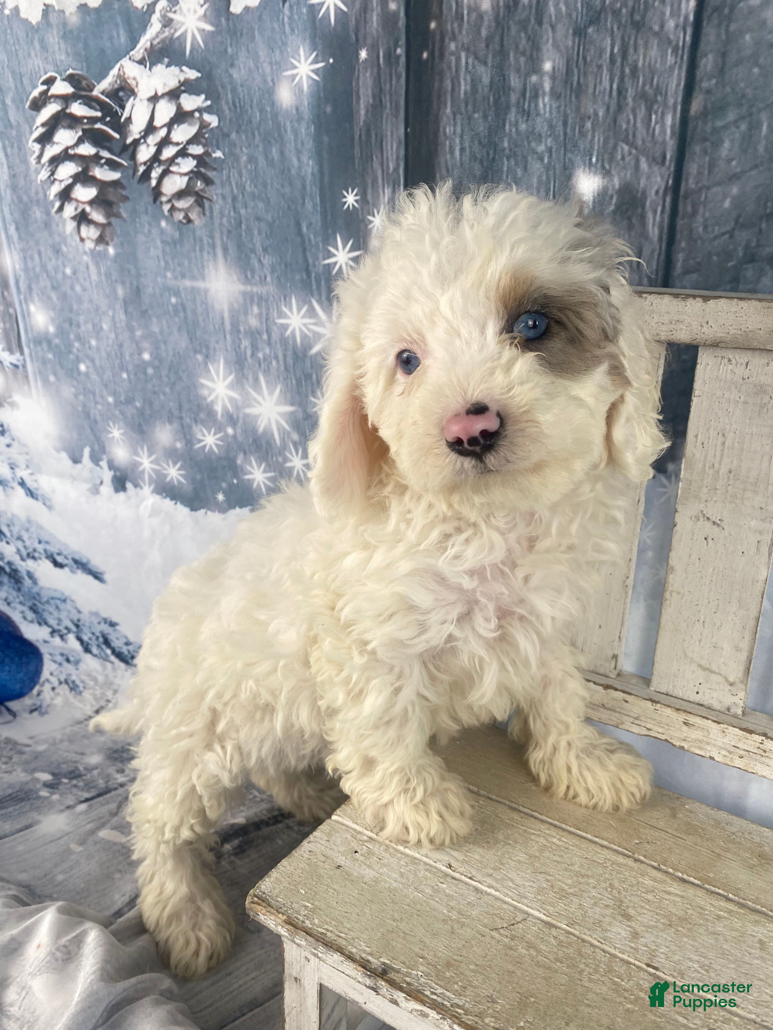 Cavapoo dogs Starry - Ad 2