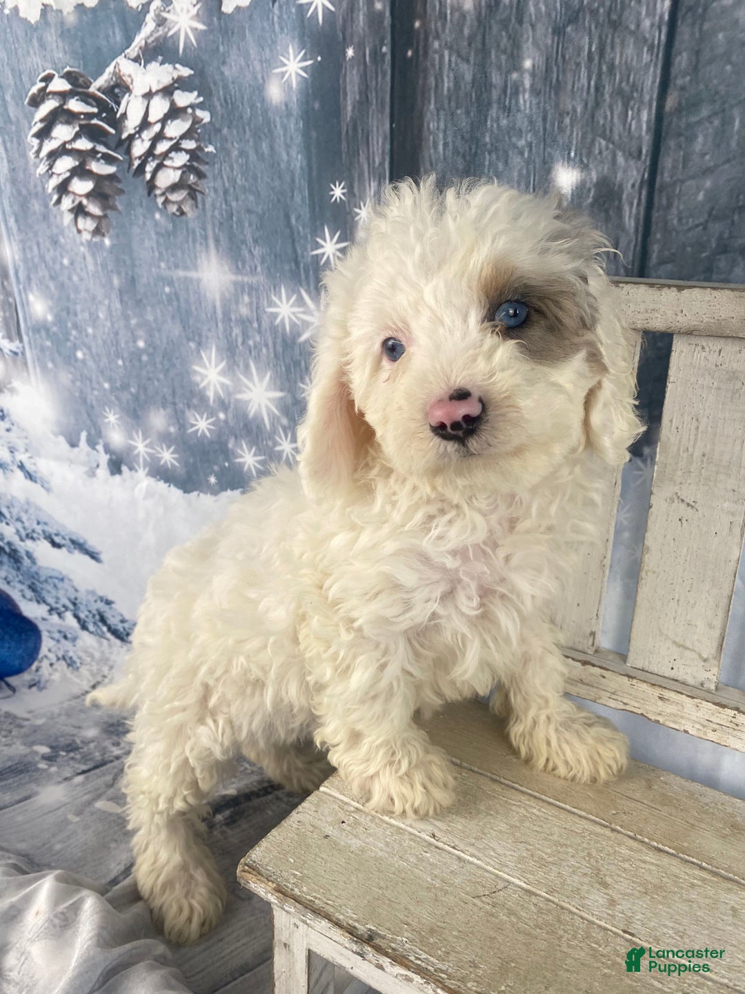 Cavapoo dogs for sale: Starry - Ad 1