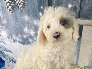 Cavapoo dogs Starry - Ad 18