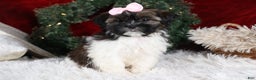 Shih Tzu dogs for sale: Penny - Ad 10