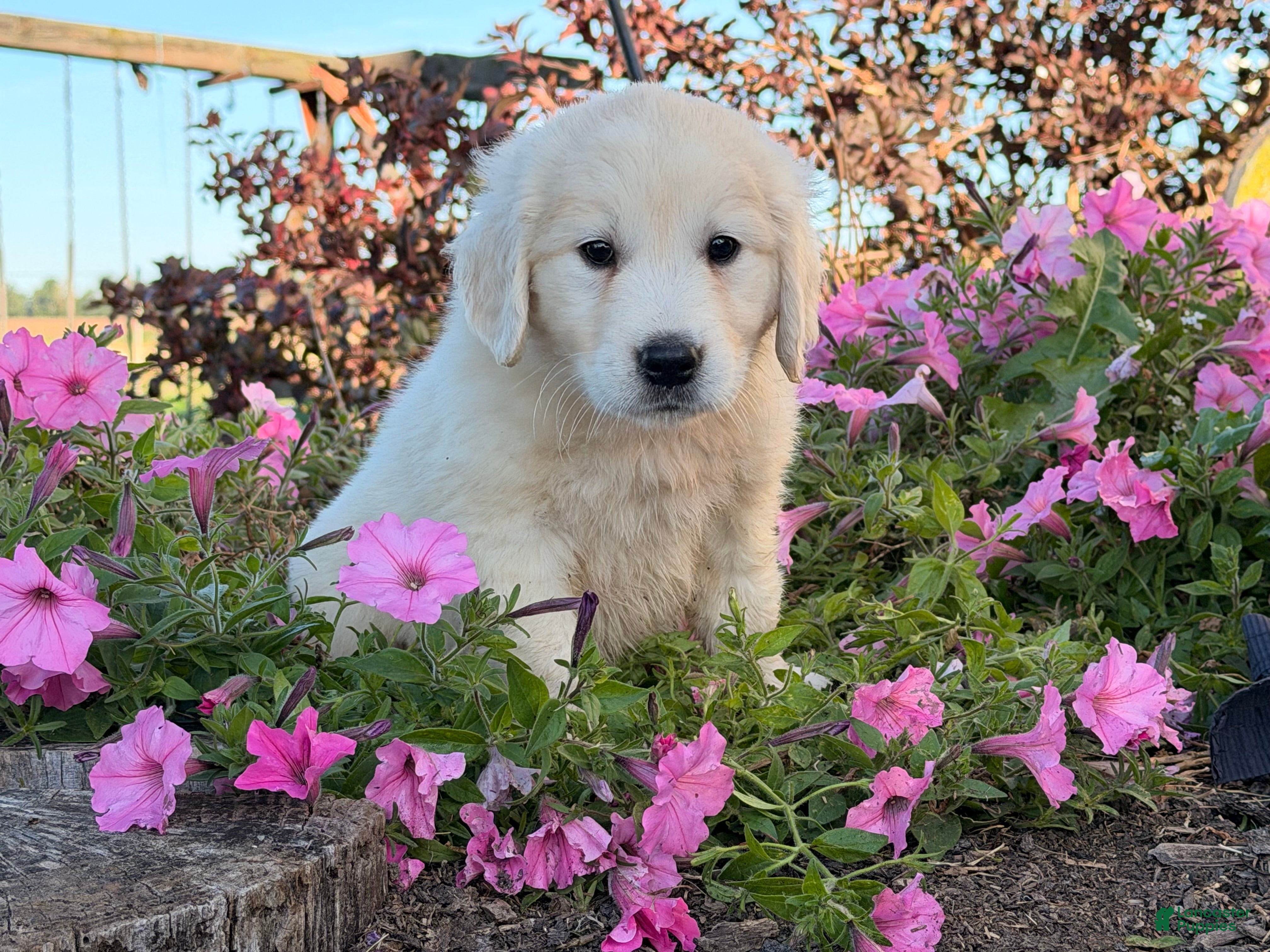 Golden Retriever dogs Winston - Ad 2