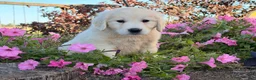 Golden Retriever dogs for sale: Winston - Ad 2
