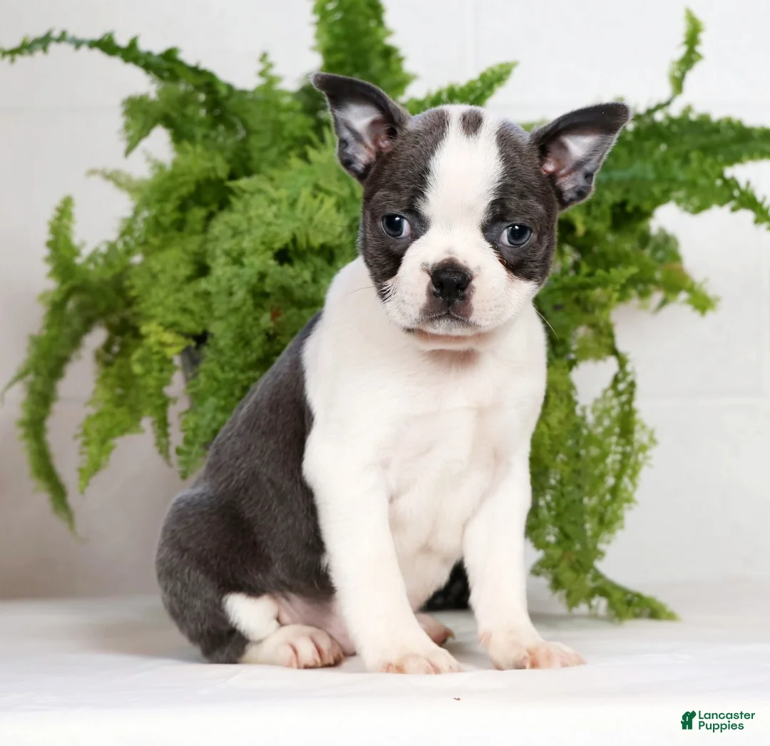 Boston Terrier dogs for sale: Kathy - Ad 3