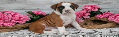 Delilah