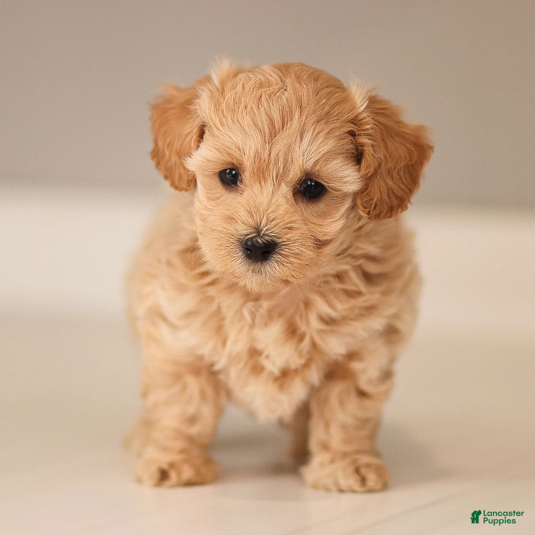 Maltipoo dogs for sale: Maltipoo Puppy 3 - Ad 1