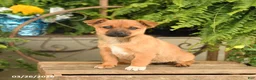 Mixed Breed dogs for sale: Fiona - Ad 1