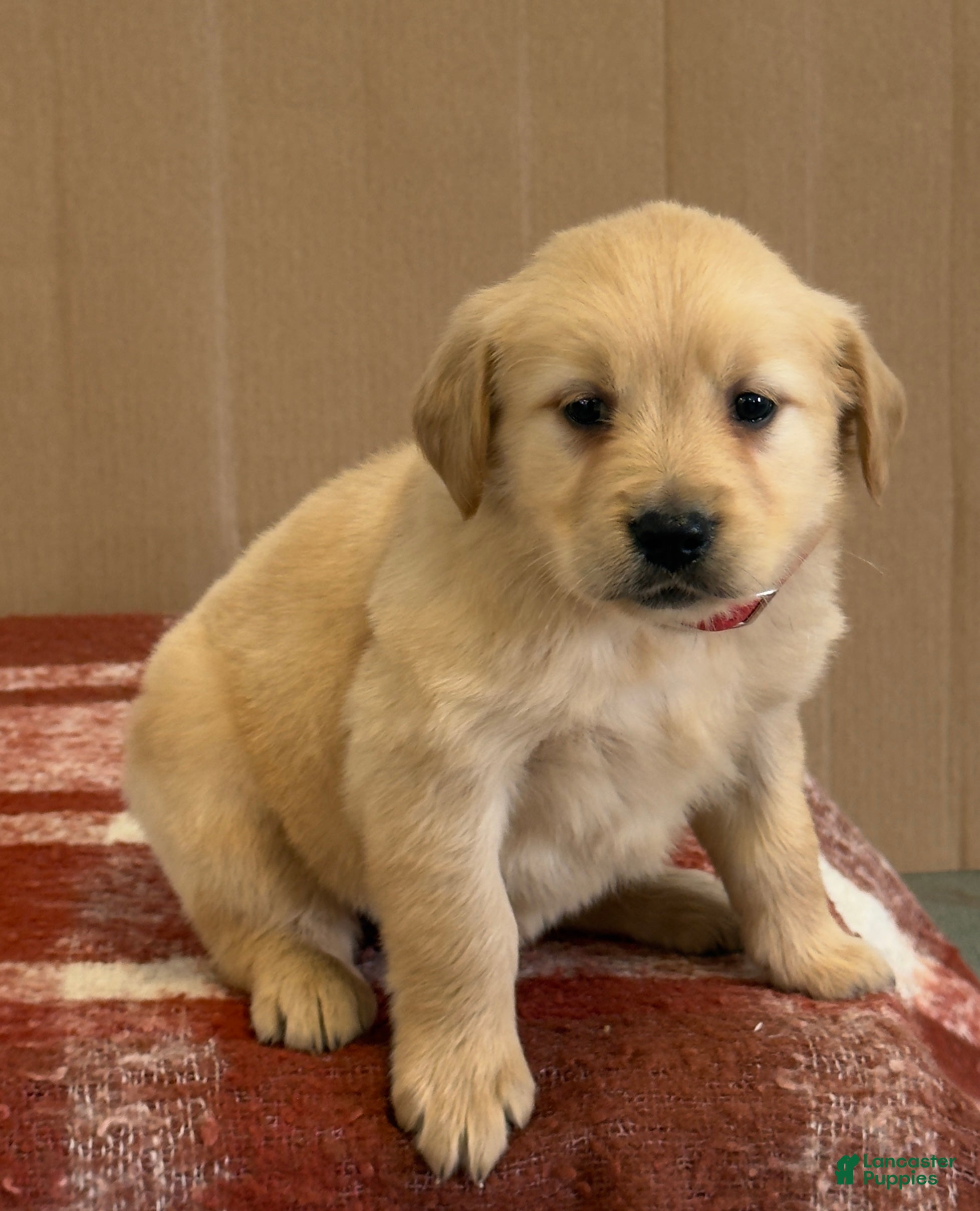 Golden Retriever dogs Tonya - Ad 2