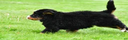 Bernese Mountain Dog dogs for sale: Rusty - Ad 7
