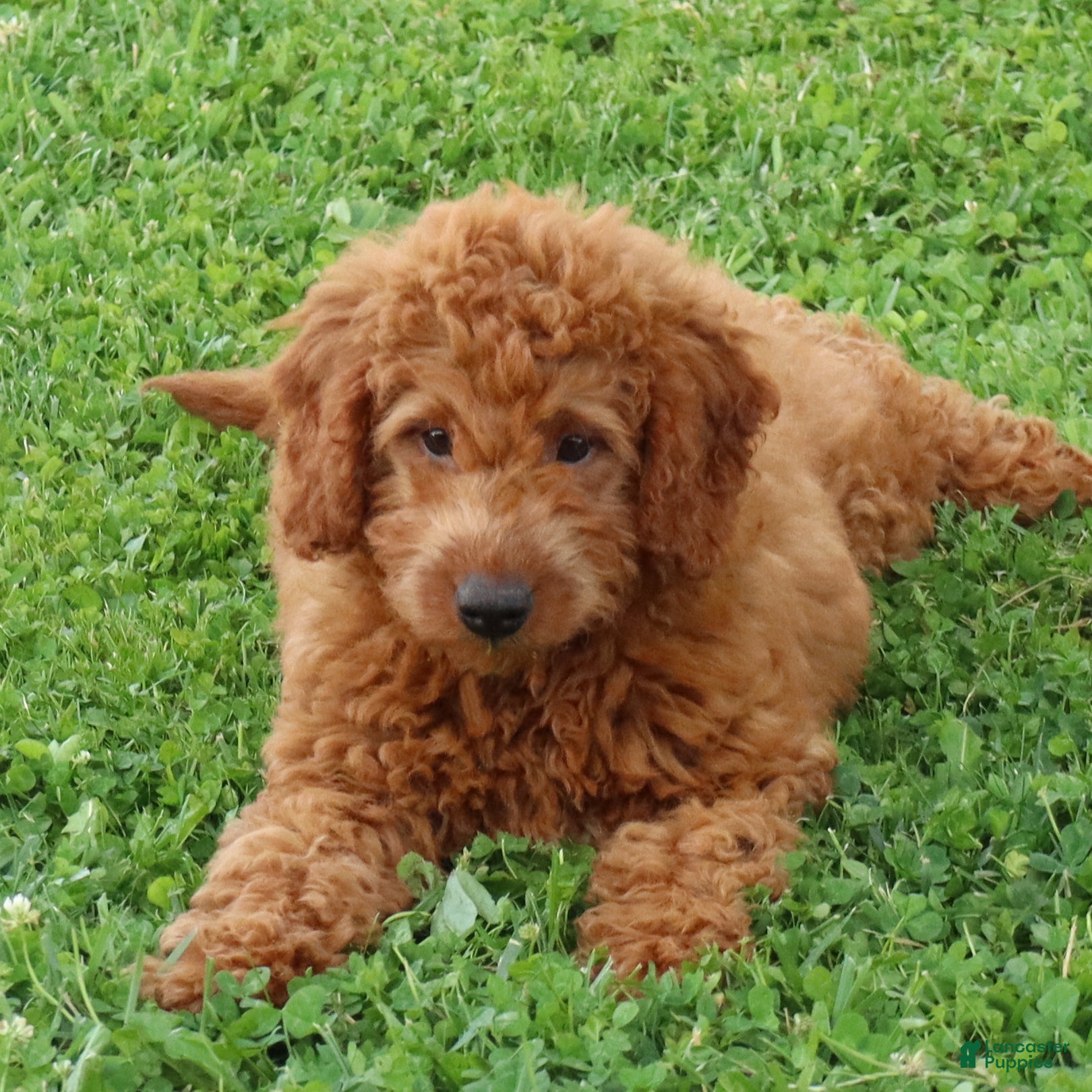 Mini Goldendoodle dogs Vanessa - Ad 1