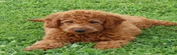 Mini Goldendoodle dogs for sale: Vanessa - Ad 8