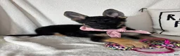 German Shepherd dogs for sale: Glenda - Ad 4