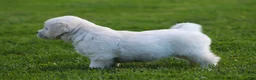 Golden Retriever dogs for sale: Daisy - Ad 3