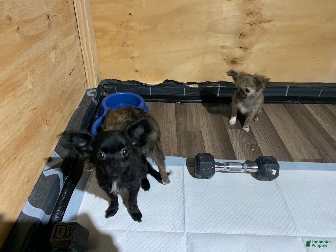 Chihuahua dogs for sale: Chihuahua Puppy 1 - Ad 4