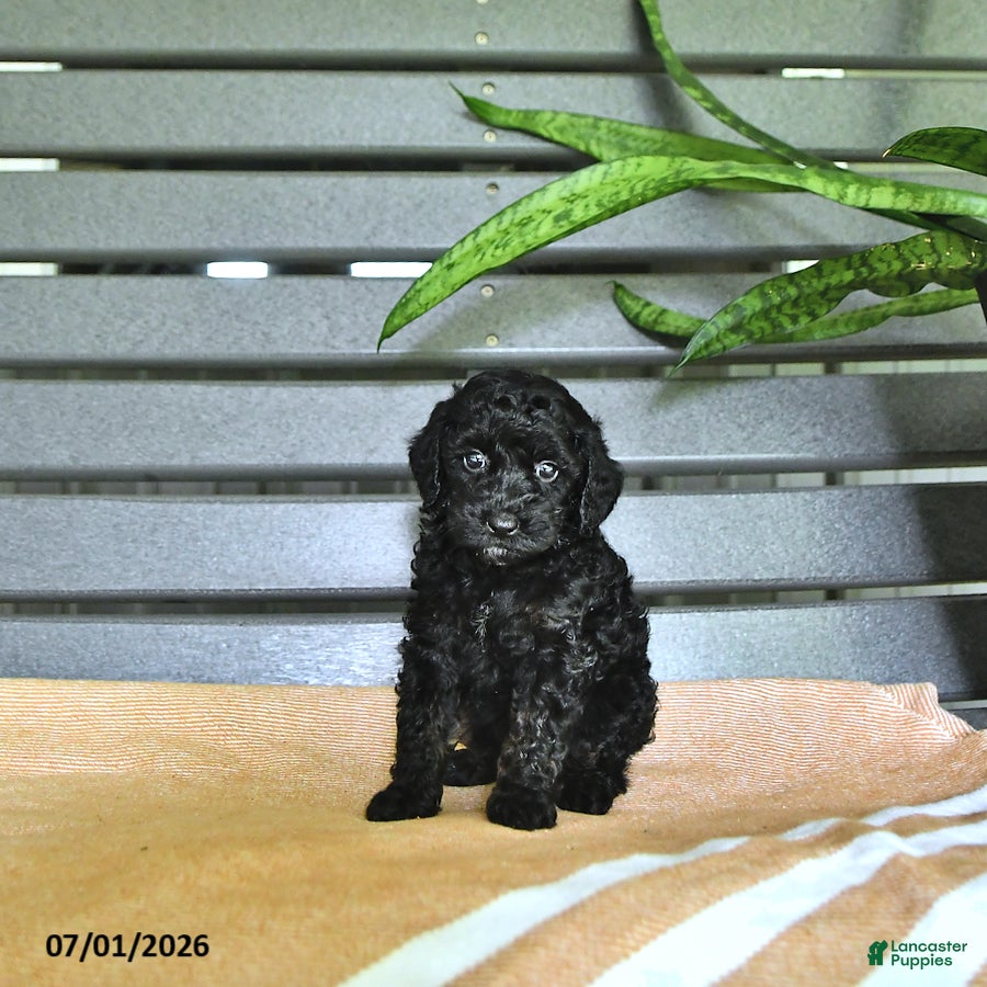 Miniature Poodle dogs Carissa - Ad 2