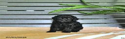 Miniature Poodle dogs for sale: Carissa - Ad 2