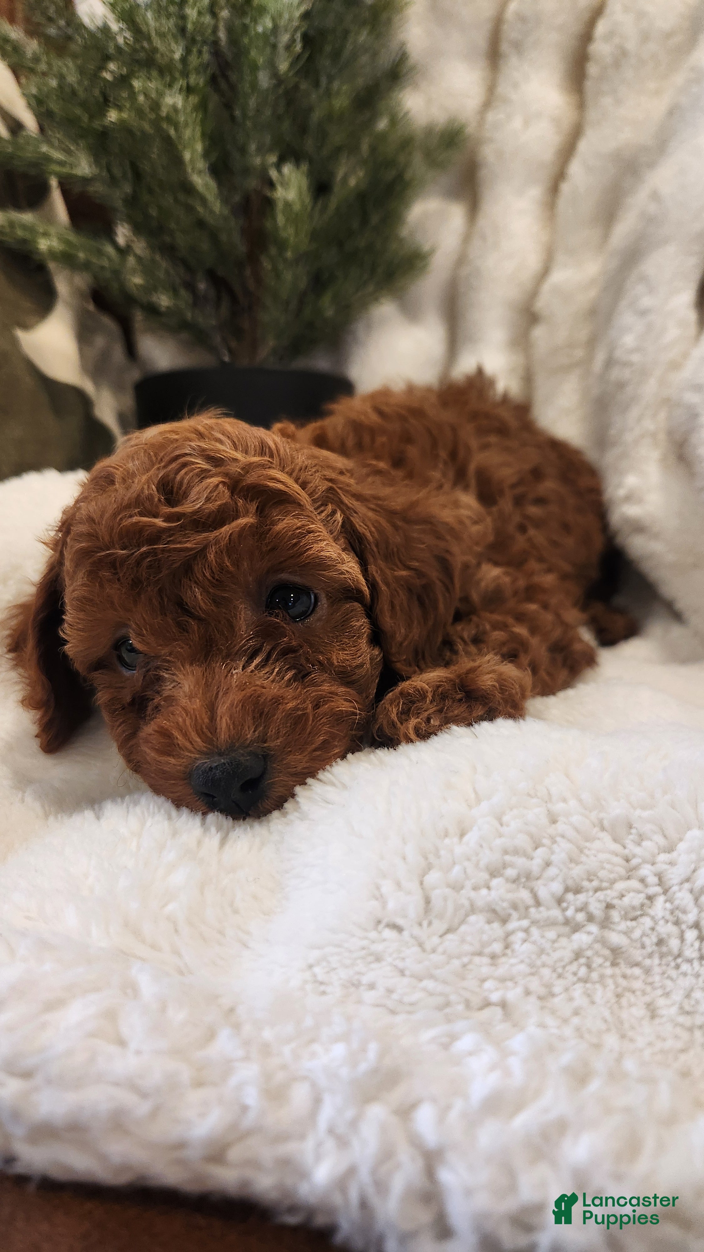 Cavapoo dogs Benji - Ad 25