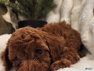 Cavapoo dogs Benji - Ad 34