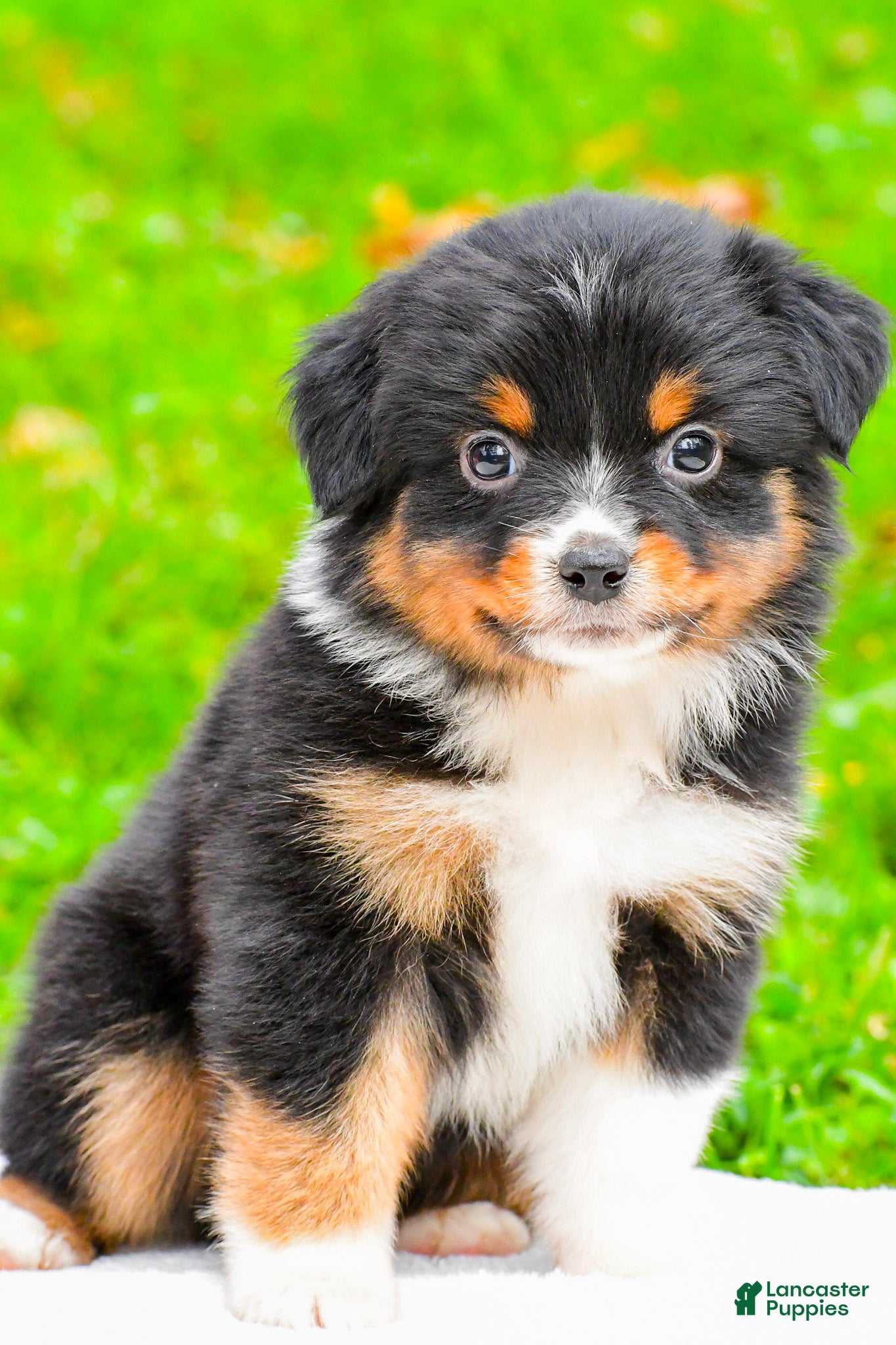 Miniature Australian Shepherd dogs for sale: Kylie - Ad 1