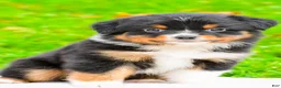 Miniature Australian Shepherd dogs for sale: Kylie - Ad 1