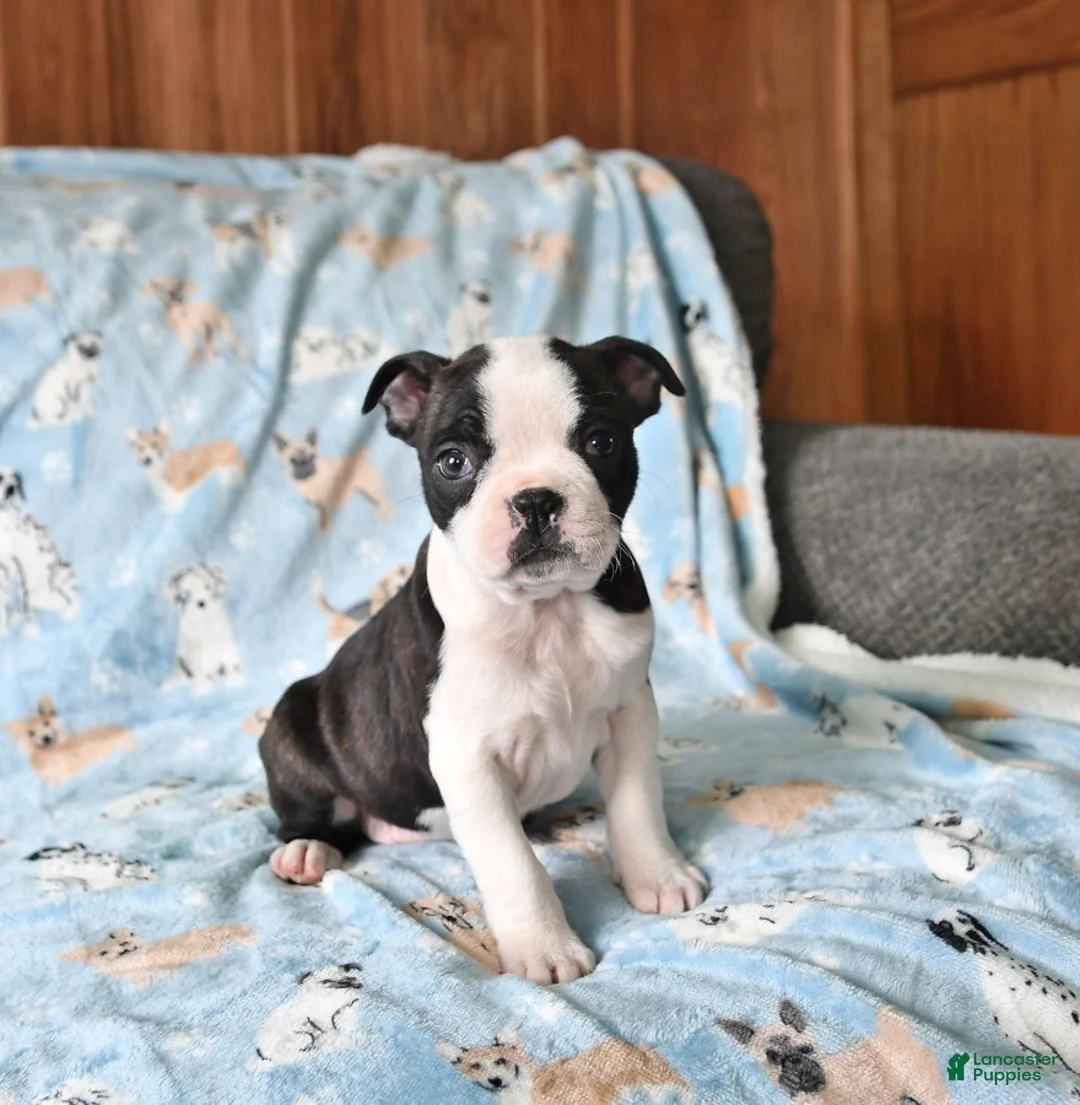 Gallery Image {{count}}