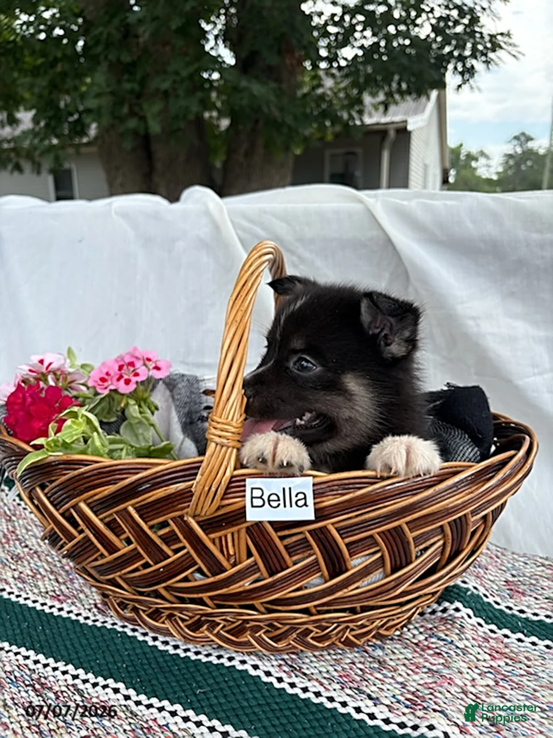 Pomsky dogs for sale: Bella   - Ad 4