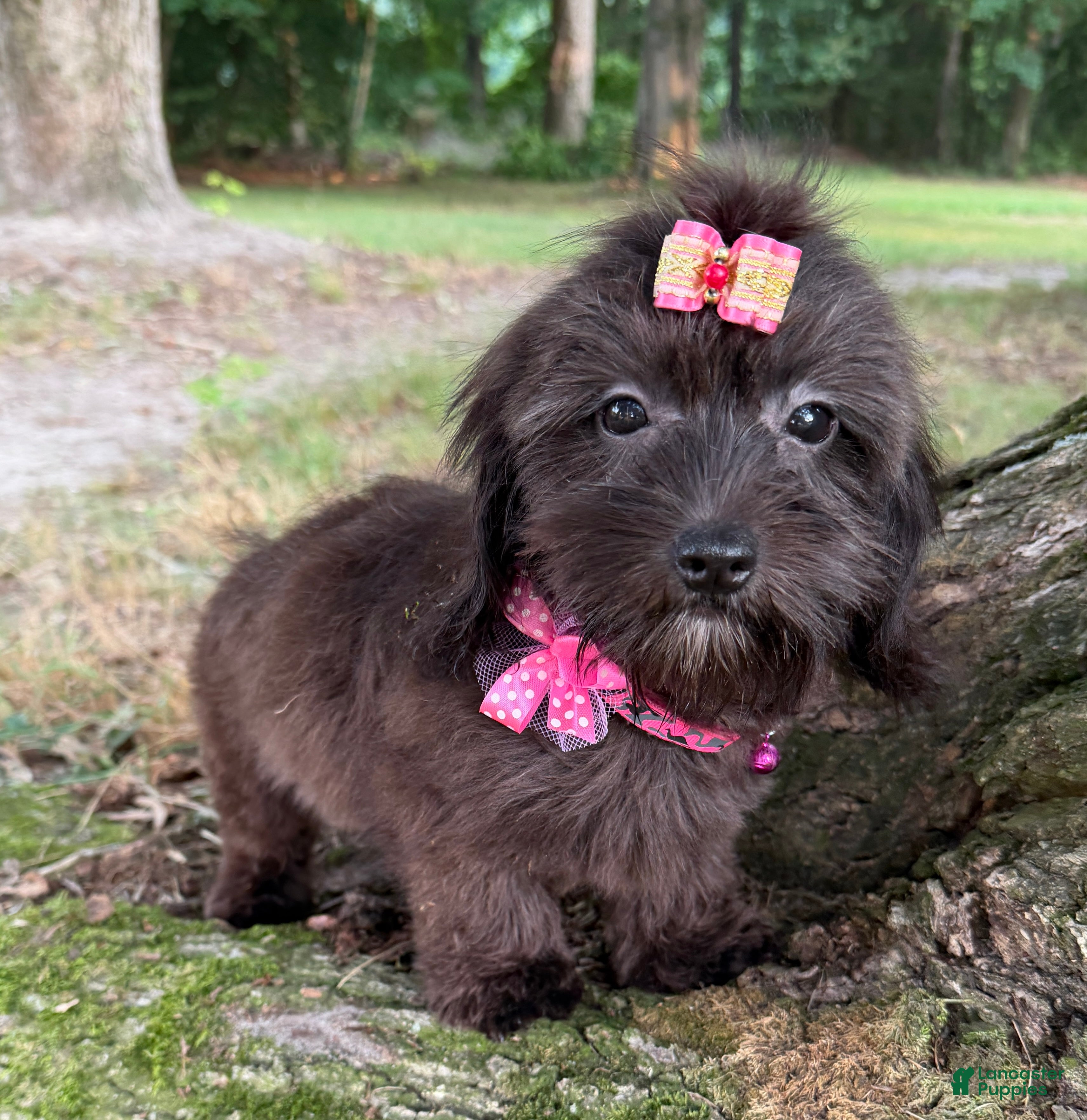 Mixed Breed dogs Trixie - Ad 1