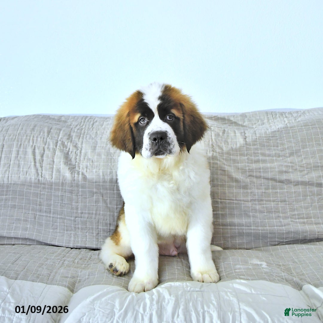 Saint Bernard dogs for sale: Jingle  - Ad 3