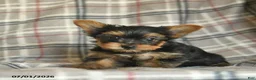Yorkshire Terrier dogs for sale: Lexi  - Ad 1