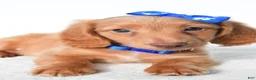 Miniature Dachshund dogs for sale: Dante - Ad 3