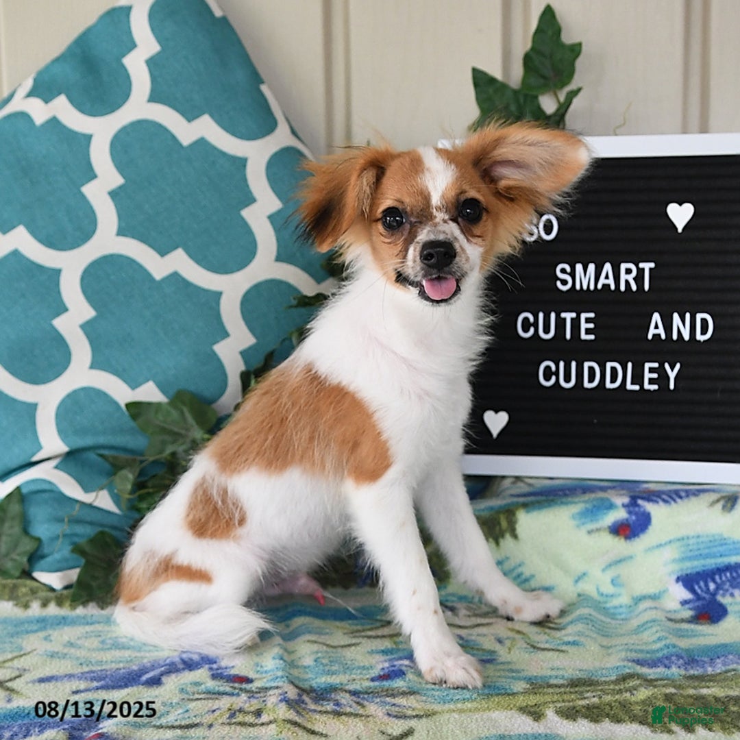 Papillon dogs for sale: Alex - Ad 11