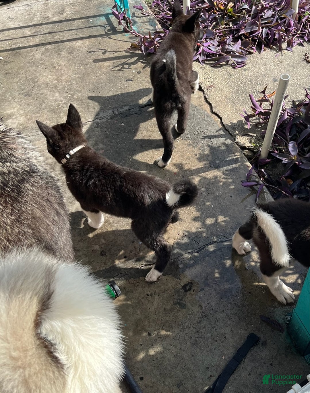Akita dogs for sale: Akita Puppy 1 - Ad 8