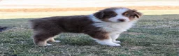 Australian Shepherd dogs for sale: Buddy  - Ad 3