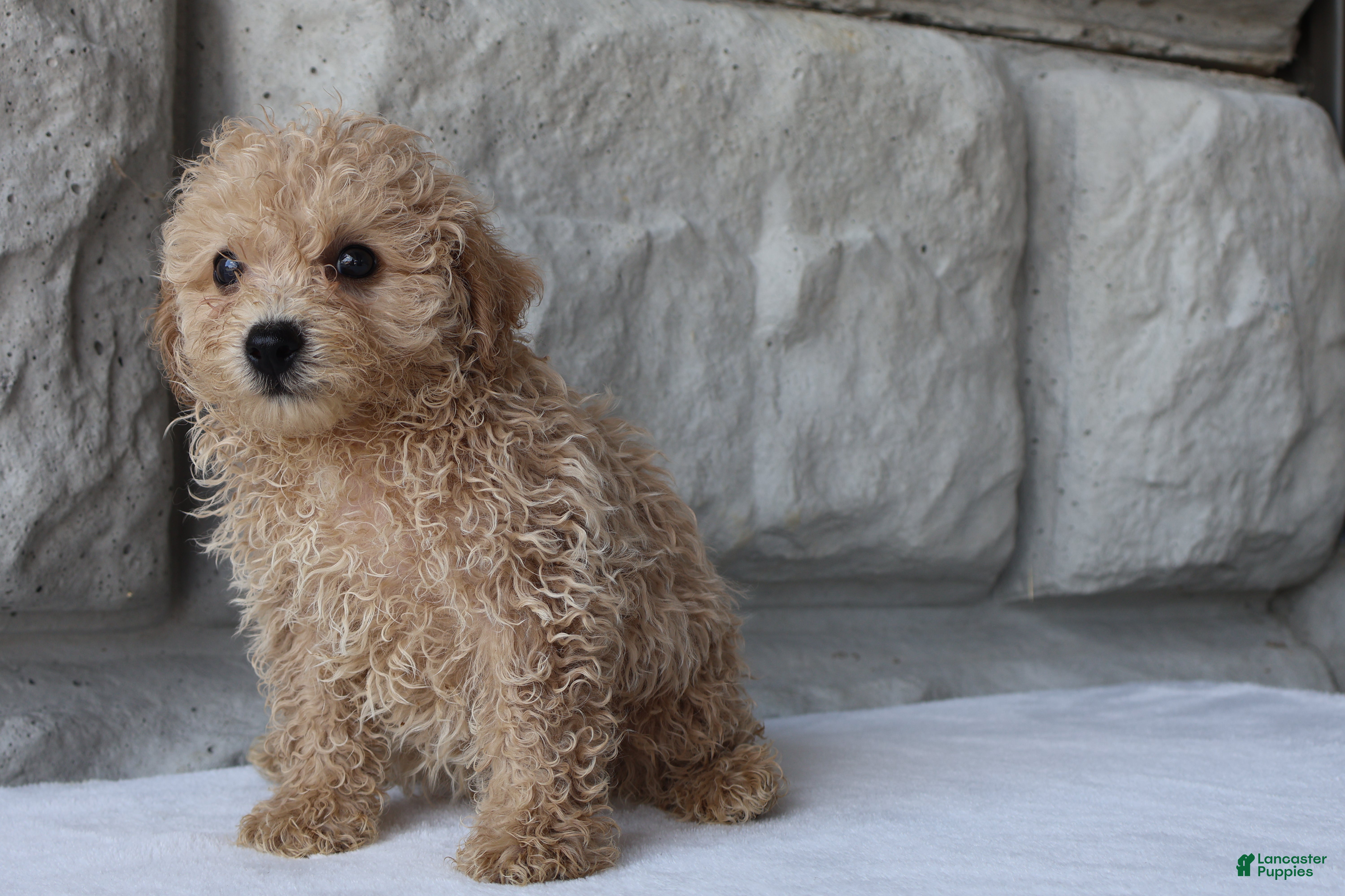 Bichpoo dogs Buddy - Ad 2