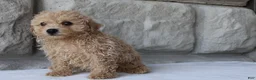 Bichpoo dogs for sale: Buddy - Ad 2