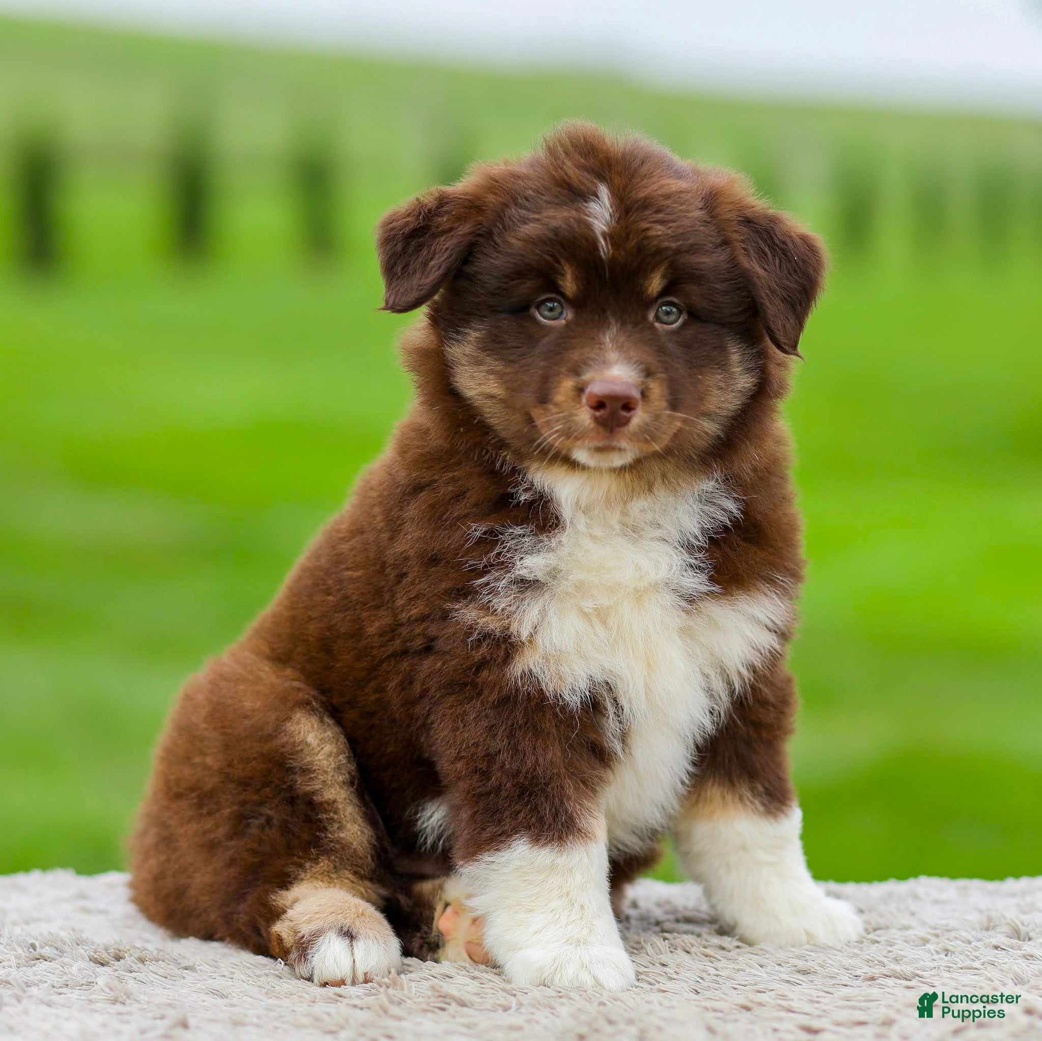 Miniature Australian Shepherd dogs Gordon - Ad 1