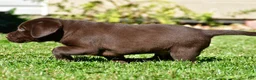 Labrador Retriever dogs for sale: Champ - Ad 5