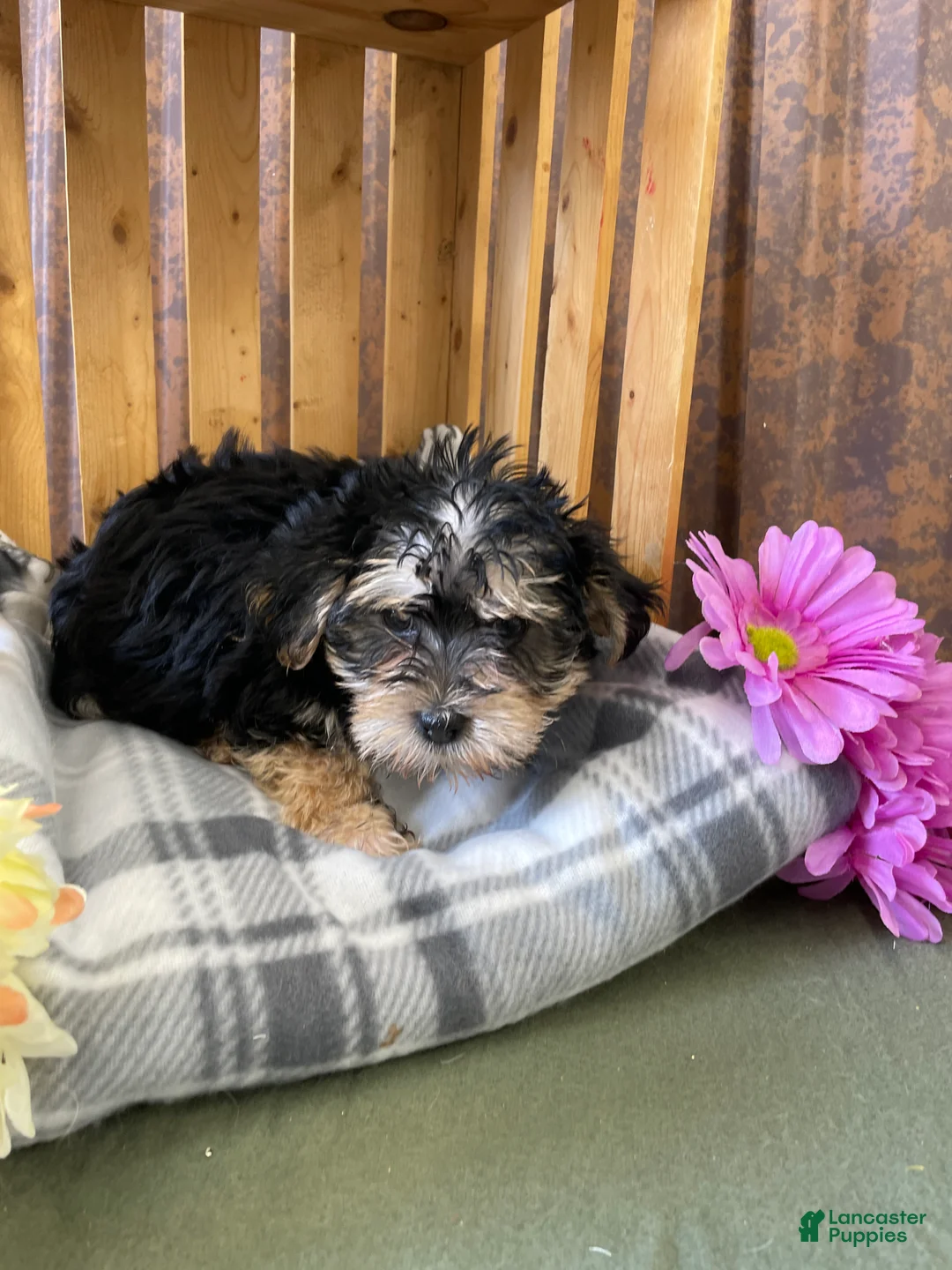 Morkie dogs for sale: Milo - Ad 2