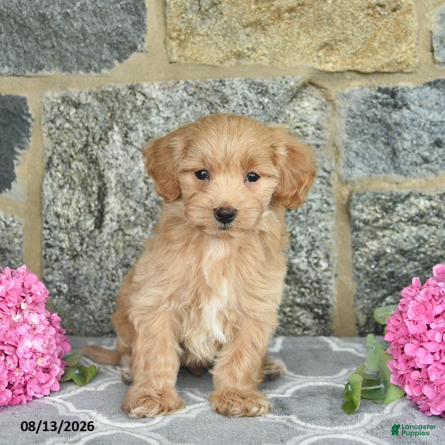 Maltipoo dogs Elwood  - Ad 2