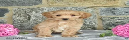 Maltipoo dogs for sale: Elwood  - Ad 2