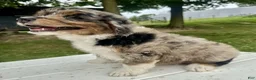 Mini Aussiedoodle dogs for sale: Meatball - Ad 7