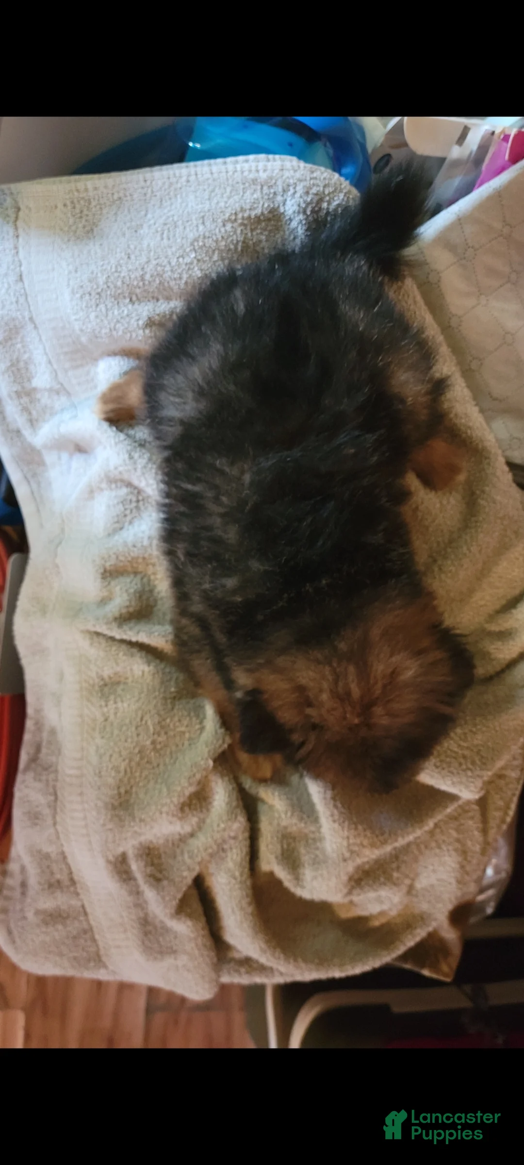 Pomeranian dogs for sale: Bruce - Ad 4