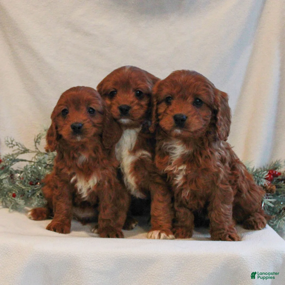 Cavapoo dogs for sale: Becca  - Ad 4