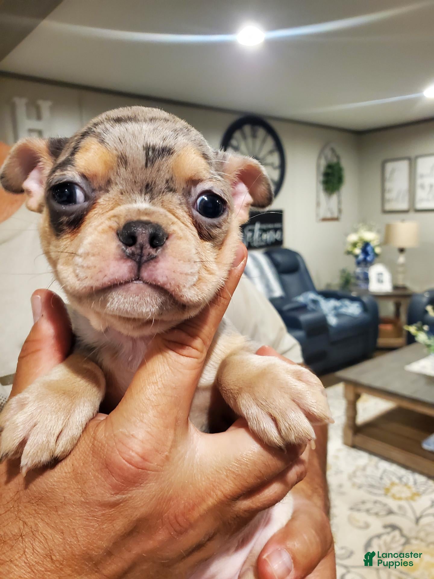 Mixed Breed dogs for sale: Frenchton - Ad 8