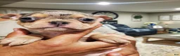 Mixed Breed dogs for sale: Frenchton - Ad 1