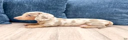 Miniature Dachshund dogs for sale: Oliver - Ad 4