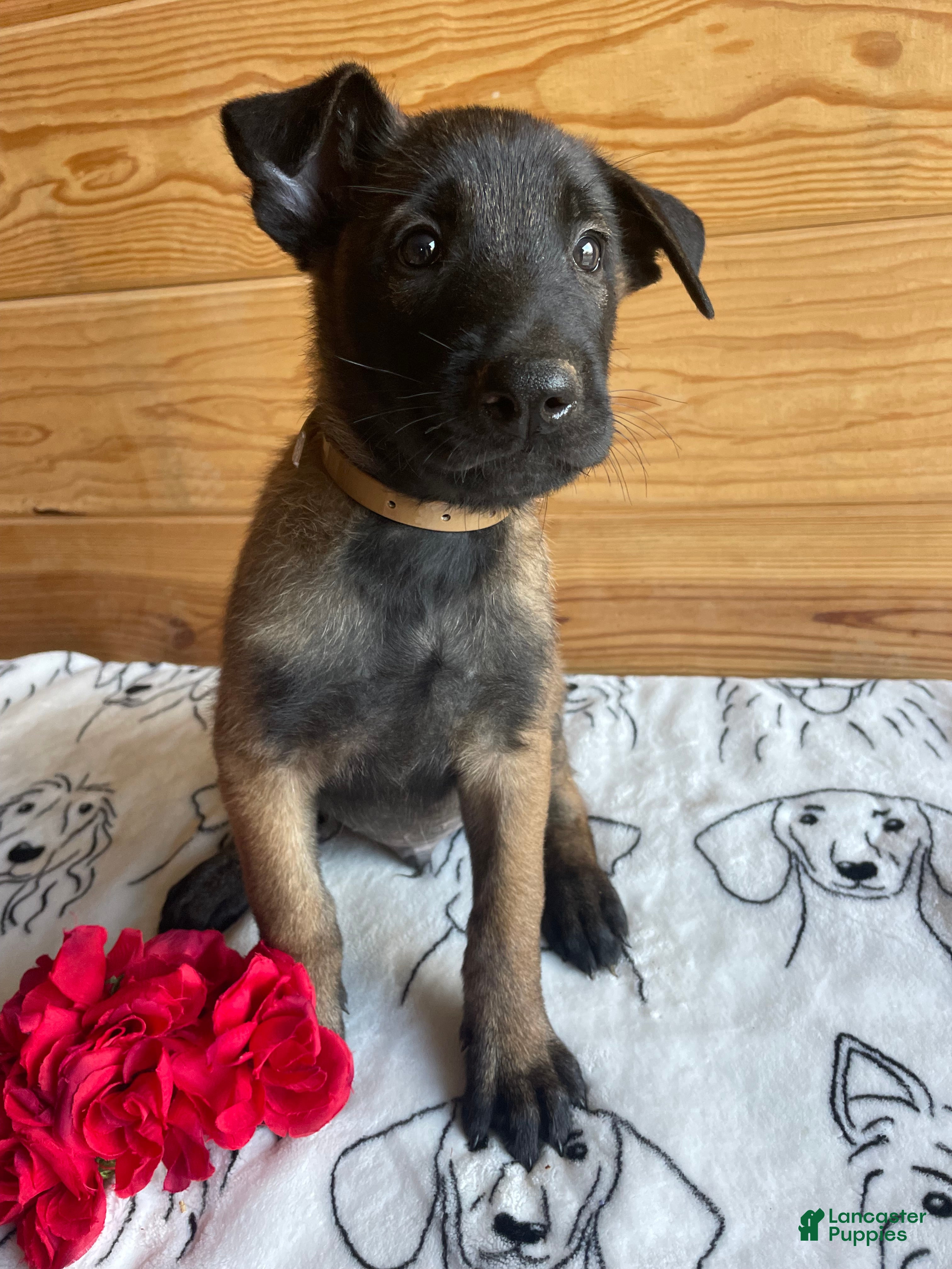 Belgian Malinois dogs Axel - Ad 41