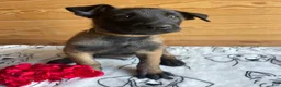 Belgian Malinois dogs for sale: Axel - Ad 1