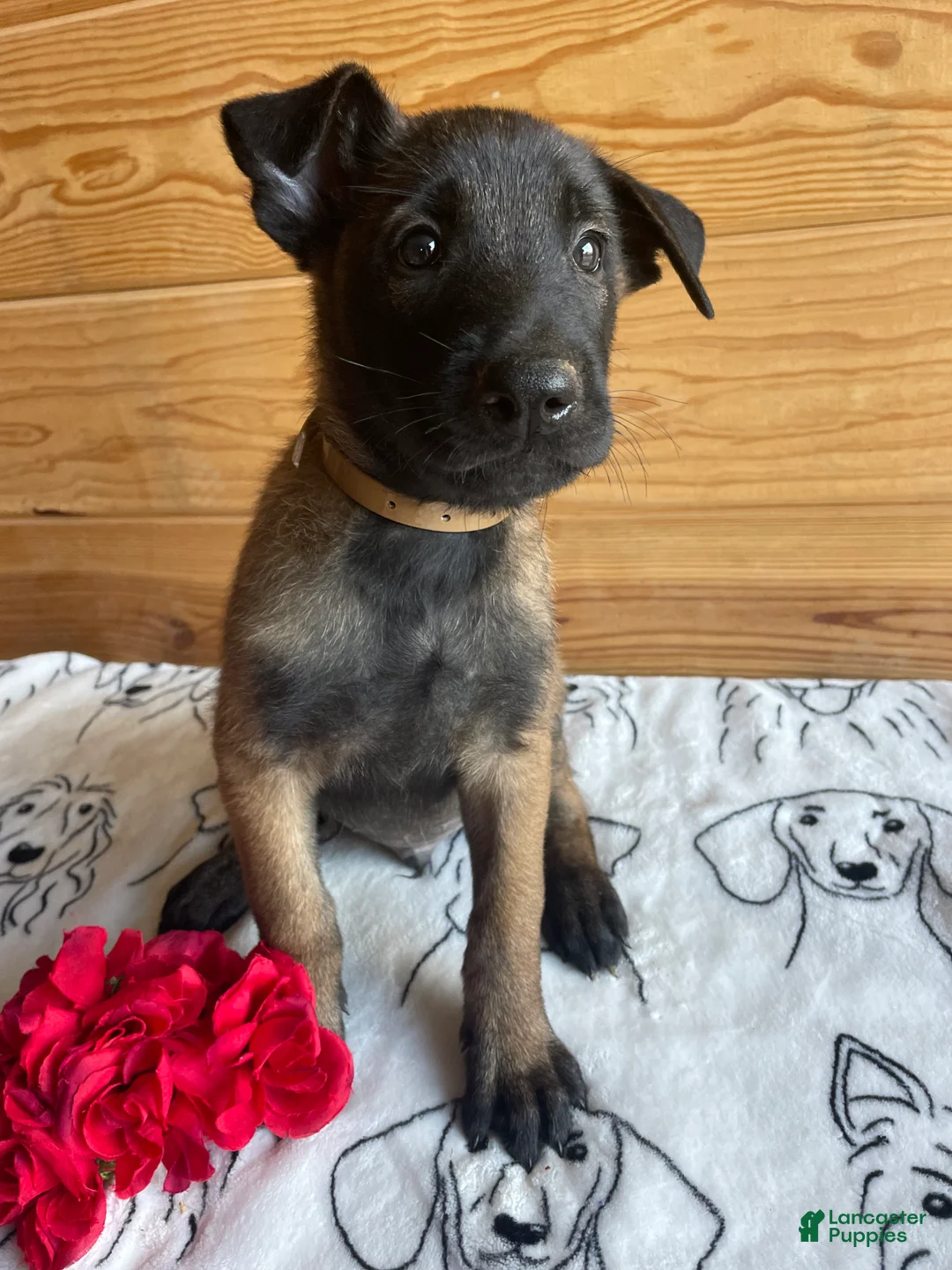 Belgian Malinois dogs for sale: Axel - Ad 1