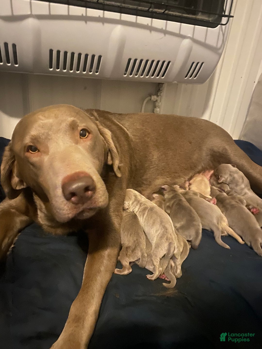 Labrador Retriever dogs for sale: Elsie - Ad 4